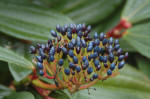 Viburnum davidii berries